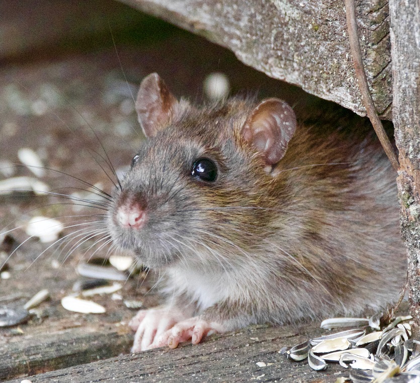 rats chewing water pipes