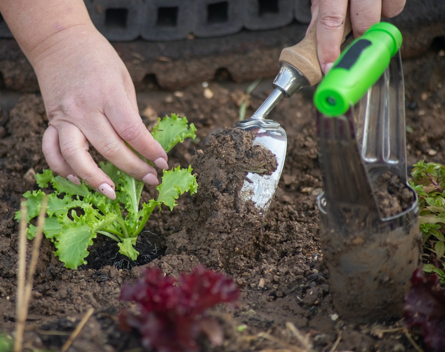 coffee grounds uses in garden