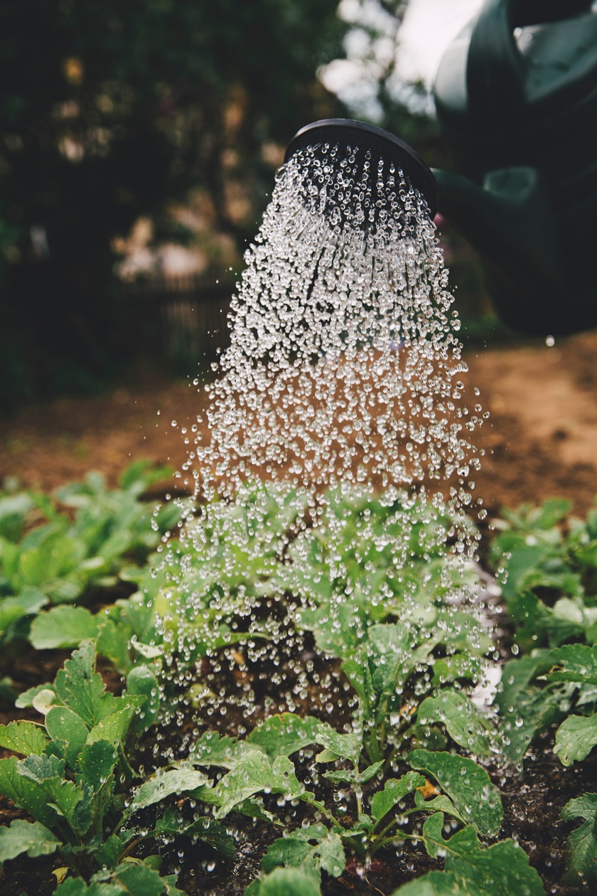 summer irrigation tips from plumbers